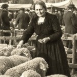 conta delle pecore